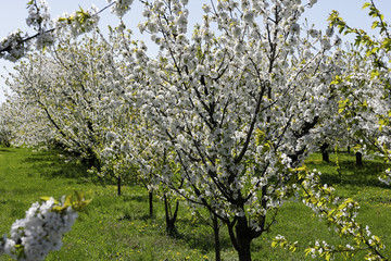 Fototapeta premium These are fruit trees in full bloom