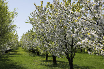 White flowers of fruit trees in spring