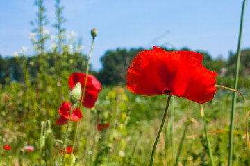 Blooming Red Poppy flower close up, colorful and vivid plant, natural background
