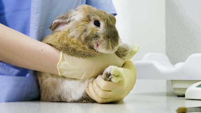 Exotic animal. The vet examining a domestic rabbit in a veterinary clinic. 4K