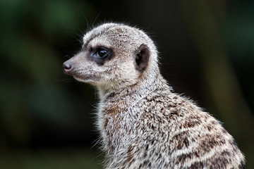 Meerkat animal close up view