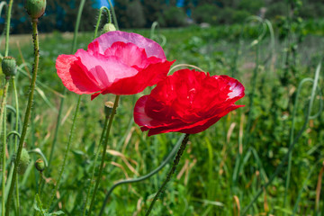 Fototapeta premium Blooming Red Poppy flower close up, colorful and vivid plant, natural background