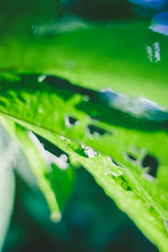Abstract Blurred Leaves