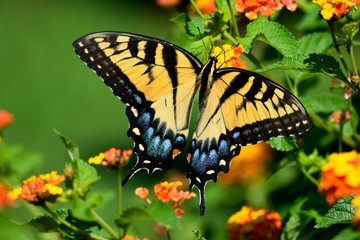 Vibrant Color Tiger Swallowtail Butterfly in a garden