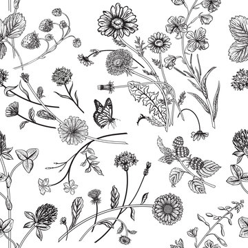 Seamless pattern with wild herbs. Vector illustration.