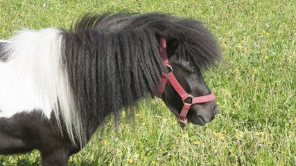 Pony
