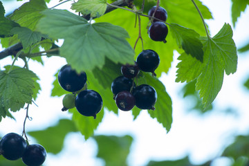 Blackcurrant berries on a branch.