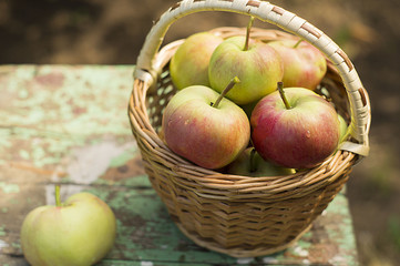 The apples in the basket
