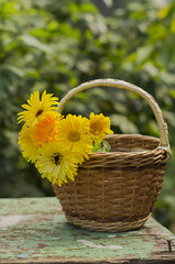 Fototapeta na wymiar Flowers in a basket in the garden