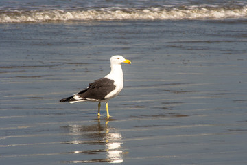 Seagull on the beach of Peruibe in south coast of Sao Paulo state