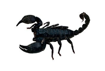 Black scorpion isolated on white background, Thailand