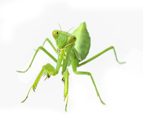 close up young green mantis isolated on white