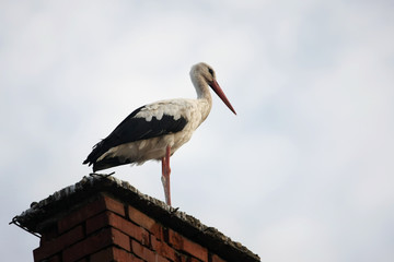 Stork on a Chimney