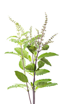 Holy Basil Isolated On White Background