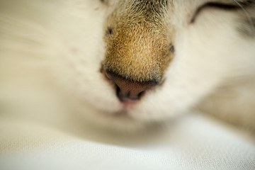 Katzennase