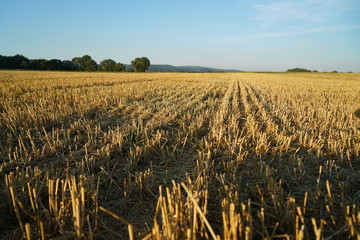 Harvested grain field in summer in Germany
