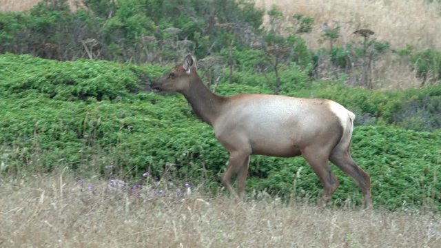 Tule Elk on the move in Point Reyes, California, a Tule Elk Reserve