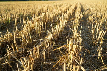 Harvested grain field in summer in Germany
