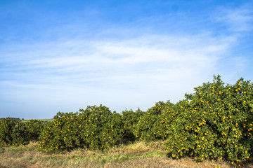 Fototapeta na wymiar Orange orchard on a farm in Araraquara