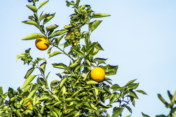 Orange orchard on a farm in Araraquara