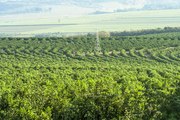 Fototapeta na wymiar Orange orchard on a farm in Araraquara