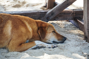 dog sleep on the sand beach under the shade