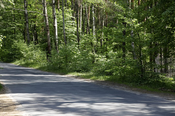 Road with no traffic in the forest