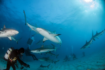 Caribbean reef shark at the Bahamas