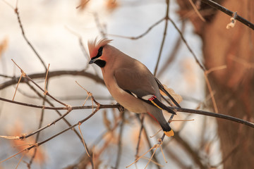 Bohemian waxwing (Bombycilla garrulus) perching on twig. Beautiful bird with head crest; red and yellow marks on wings feathers and yellow stripe on tail.