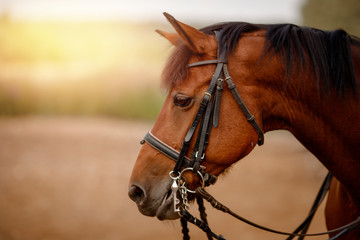Obraz premium Close-up of head and eye brown horse, mane, stirrups on face.