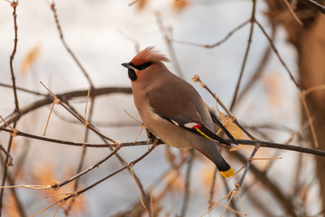 Bohemian waxwing (Bombycilla garrulus) perching on twig. Beautiful bird with head crest; red and yellow marks on wings feathers and yellow stripe on tail.