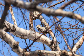 Lesser spotted woodpecker (Dryobates minor) among birch branches. Male woodpecker perching on tree with clear blue sky in background.