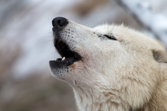Close-up portrait of howling white wolf. Hudson Bay wolf (Canis lupus hudsonicus) is white colored predator similar to Arctic wolf. Winter, Czech Republic.