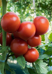 Ripe red tomato