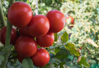 Ripe red tomato