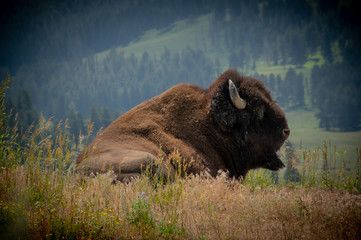 Buffalo, Yellowstone National Park