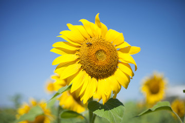 Fototapeta premium Bee on the flower