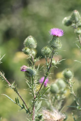 Bull thistle, (Cirsium vulgare),  prickly weed with pretty purple flower on top, growing in a waste area on the outskirts of Kingston,      Ontario.

