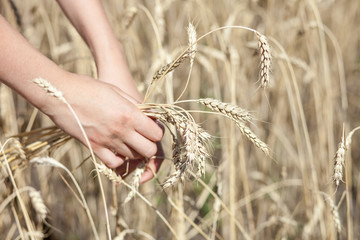 Fototapeta na wymiar Wheat in woman