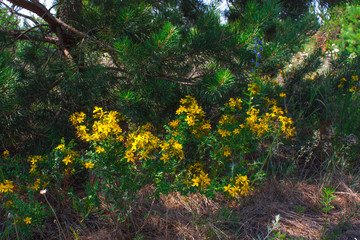 Fototapeta premium Saint John's wort medical herb, blooming flower close up, colorful and vivid plant, natural background