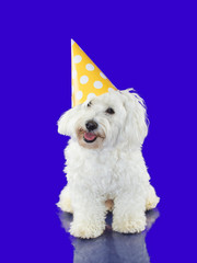 PORTRAIT LITTLE MALTESE DOG WEARING A YELLOW AND WHITE POLKA DOT PARTY HAT. ISOLATED ON BLUE COLORED BACKGROUND