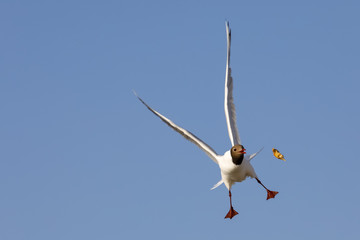 A hungry seagull will catch food in flight