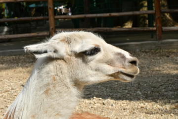 Obraz premium Wild llama lay on the ground in a sunny day