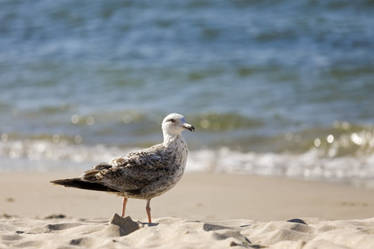 Baltic sea beach and lonely seagull