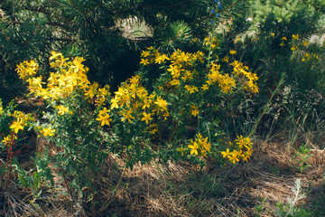 Saint John's wort medical herb, blooming flower close up, colorful and vivid plant, natural background