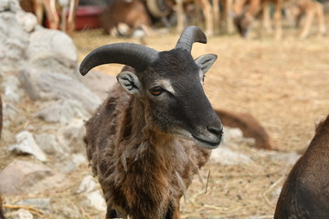 Farm animal portrait goat