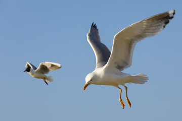 One gull is closer and the other gull is further