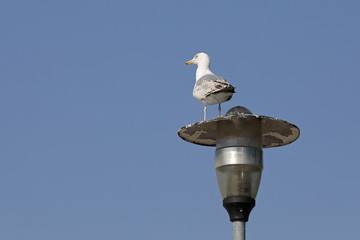One seagull at the top of a street lamp