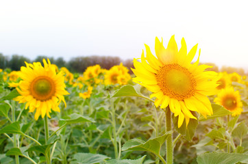 Field of sunflowers on Sunny day.Nature, summer, bright.