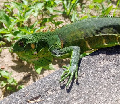 Calango lagarto